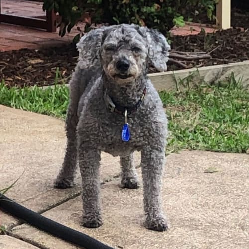 Honey ~12yo BedlingtonTerrierXPoodle (foster fail)