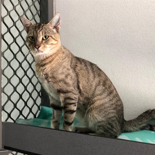Ferris Meowler