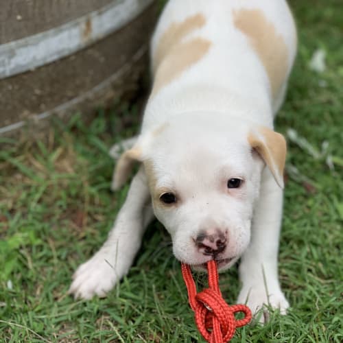 Hokey Pokey ~ BC x Staffy puppy (On Trial 25/3/20)