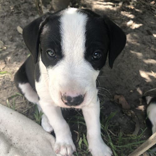 Barney ~Border Collie x puppy  (On trial 20/3/20)