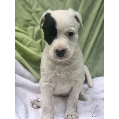 Tango ~ BorderCollie x Staffy pup (On Trial 4/4/20