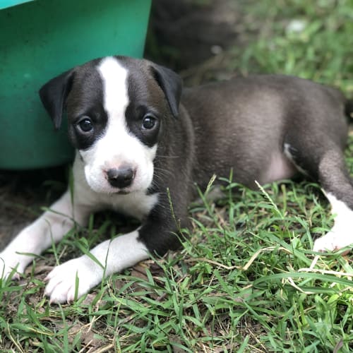 Salsa ~ Border Collie x Staffy (On Trial 21/3/20)