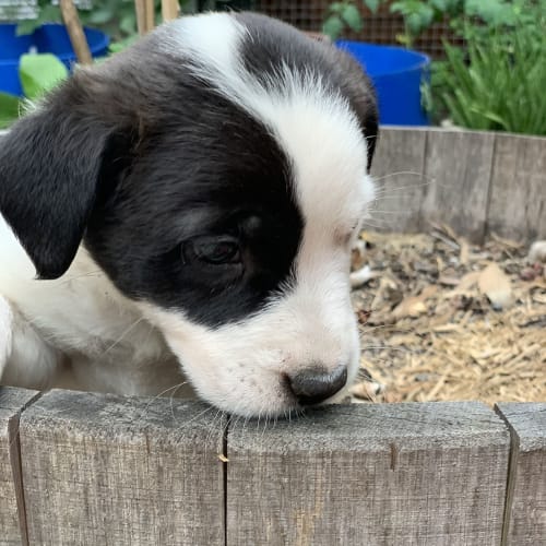 Mambo ~ BorderCollie x Staffy pup(On Trial 27/3/20