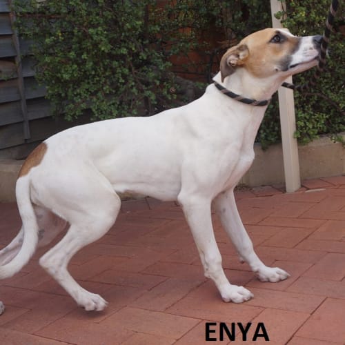 Enya