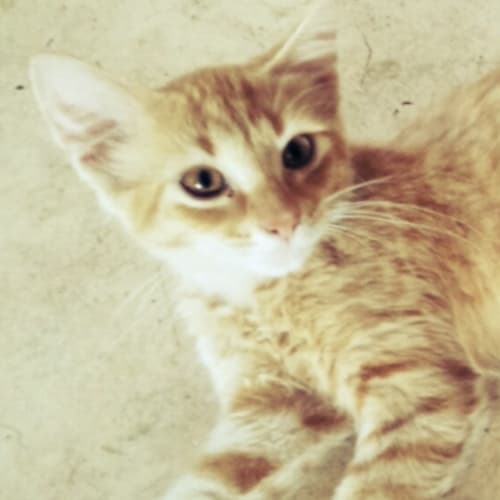 Sir