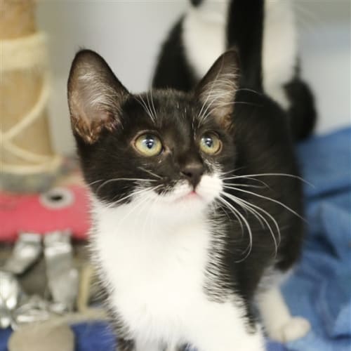 Search Rescue Cats and Kittens PetRescue