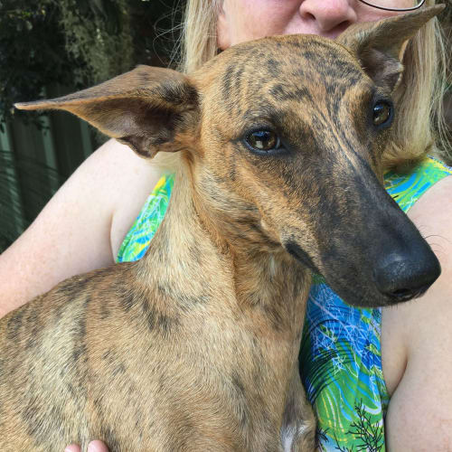 Lola ~ stunning 1yo Whippet x (On Trial 15/3/20)