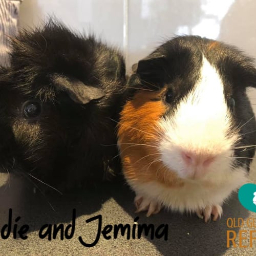 Jodie and Jemima