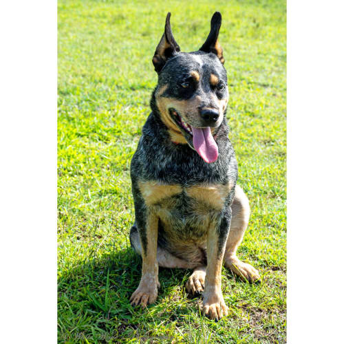 Blue ~ friendly Cattledog (On Trial 15/3/20)