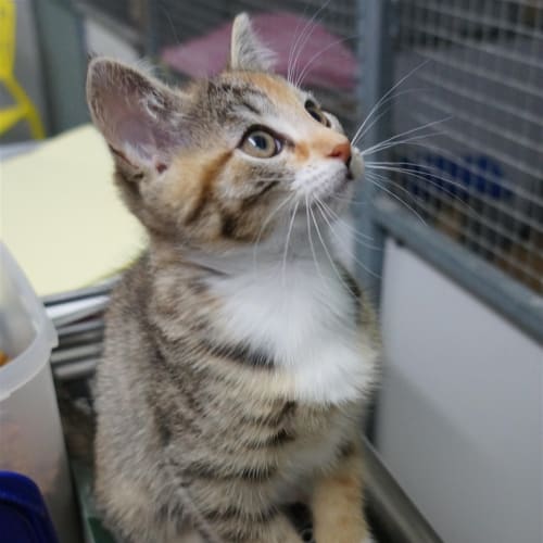Moppet