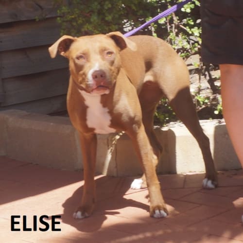 Elise