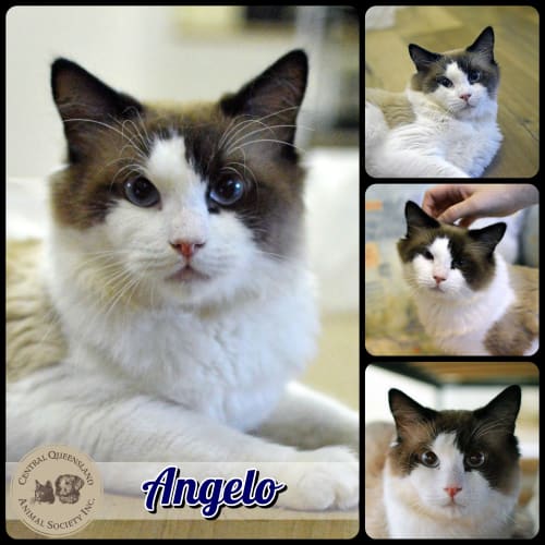 Angelo