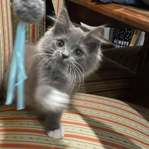 Houdini