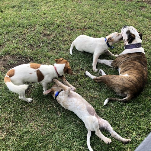 Banjo ~ loving Cattledog x puppy (On Trial 14/3/20