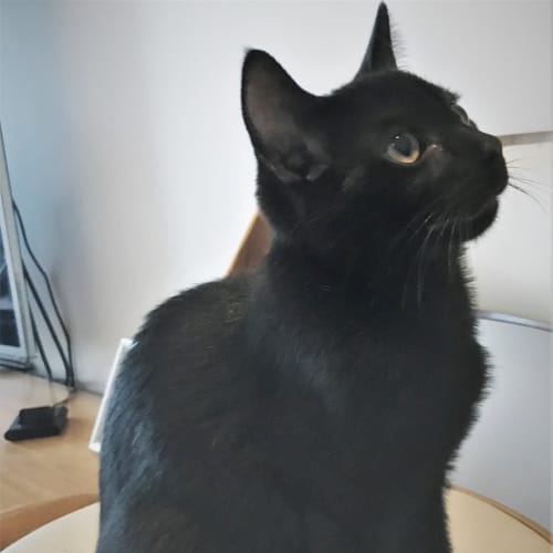 Pepper