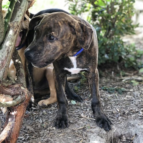 Ore ~ sweet Staffy x puppy (On Trial 21/3/20)