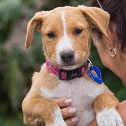 Honey ~ Cattle x Kelpie puppy (On Trial 14/3/20)
