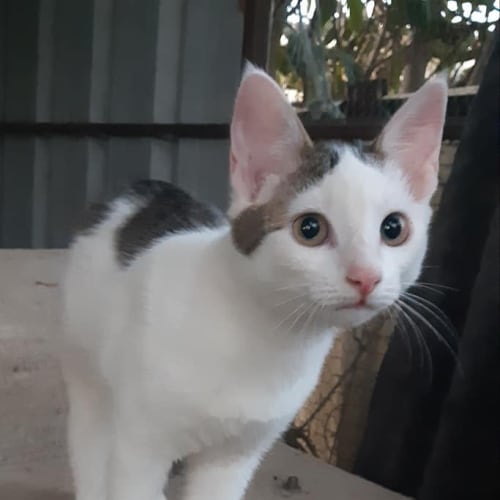 Simon