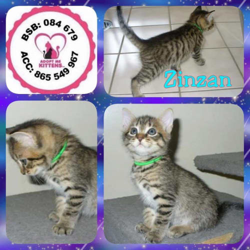 Zinzan