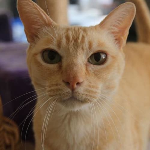 Oscar De La Redcat
