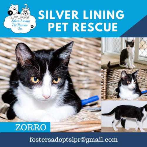 Zorro
