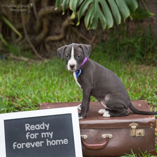 Mirri ~ sweet Staffy x puppy (On Trial 18/3/20)