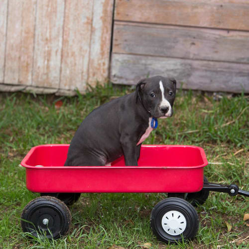 Zac ~ loving Staffy x puppy (On Trial 18/3/20)