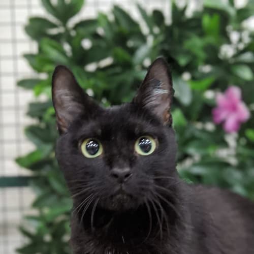 Search Rescue Pets PetRescue