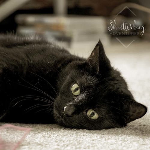 Frankie ~beautiful 2yo black cat (On Trial 25/3/20