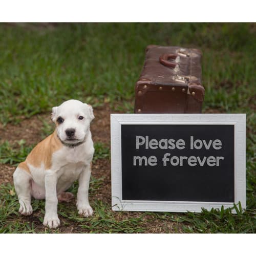 Savanna ~ lovely Cattle x puppy (On Trial 14/3/20)