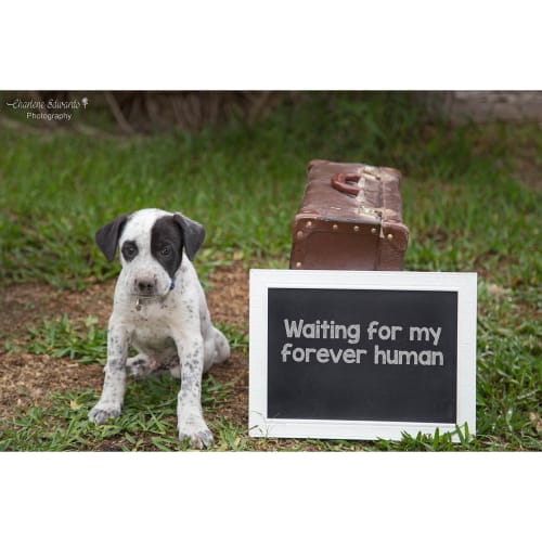 Marshal ~ playful Cattle x puppy (On Trial 19/3/20