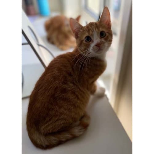 BJ & SJ ~ pair of Ginger kittens (Pending adoption