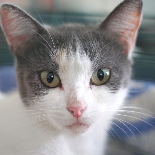 Maeve ~ 1 year old cat (on trial 28/3/20)