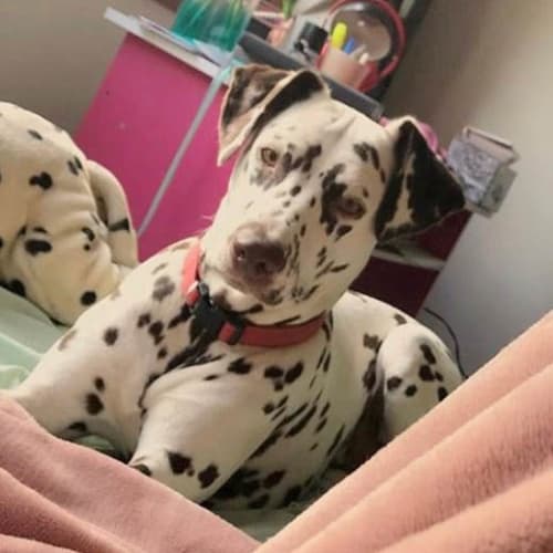 Milly ~ lovely 5yo Dalmation (On Trial 4/4/20)