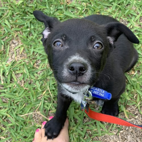 Chief ~ Kelpie x Cattle puppy (On trial 18/4/20)