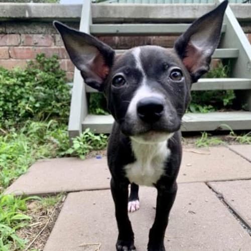 Mia ~ sweet Kelpie x Cattle pup (On Trial 10/4/20)