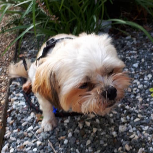 Milo ~ cute 4.5yo Maltese x (On Trial 24/3/20)