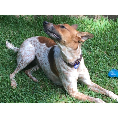 Molly ~ 8mo Whippet x Cattledog (eval. enquiries)