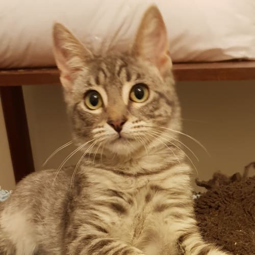 Nadia 