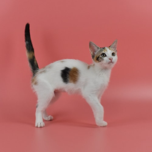 Mackenzie (Blind) & Iona (Dual Adoption)