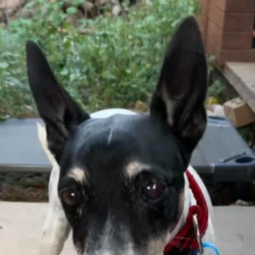 Milo 