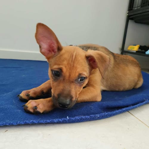 Bandit ~ Kelpie x Cattledog pup (On Trial 21/3/20)