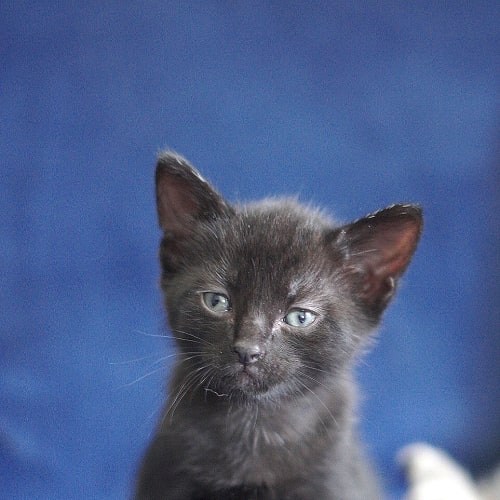 Buzz ~ 5 week old male kitten (On Trial 28/3/20)