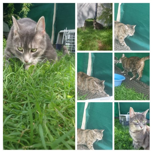 Maui & Boscoe - Domestic Short Hair Cat