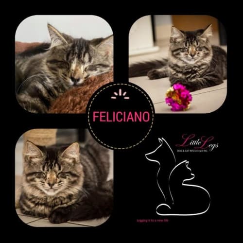 Feliciano