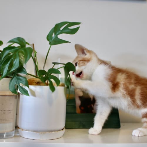 Phoenix ~ 8 week old kitten (On Trial 24/3/20)