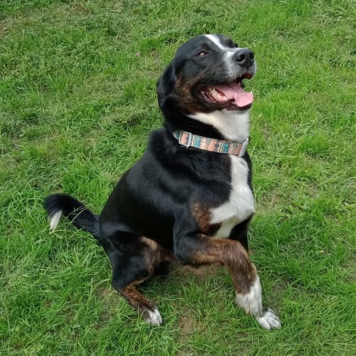 Ollie ~ 3yo Border Collie x (On Trial 27/3/20)