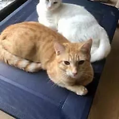 Boomer and Garfield