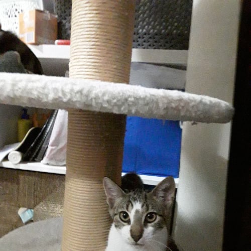 Spot