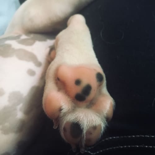 Cookie